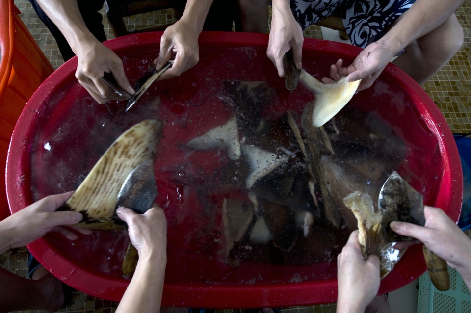 正宗的鱼翅汤,家庭自制鱼翅汤