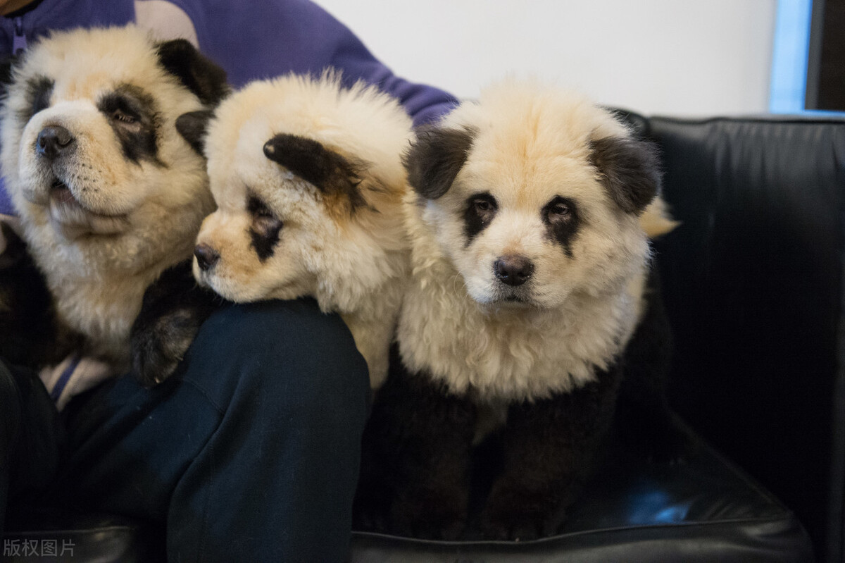 生活中松狮犬的养护须知是什么,松狮犬该怎么养这篇文章为你解读