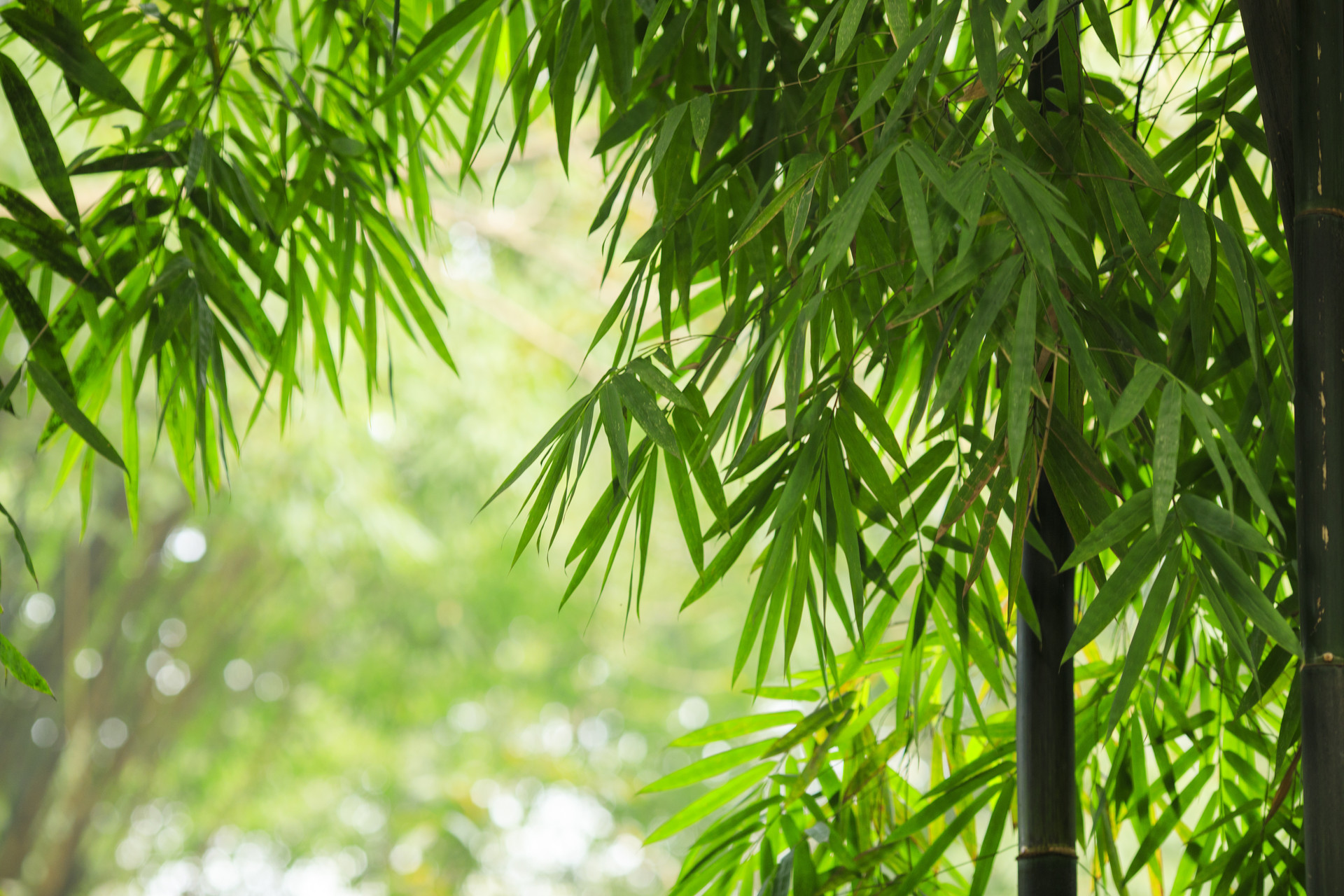 海棠春睡，只一位美人怎么比？太真妃子初出浴，西子娇妍比得无？
