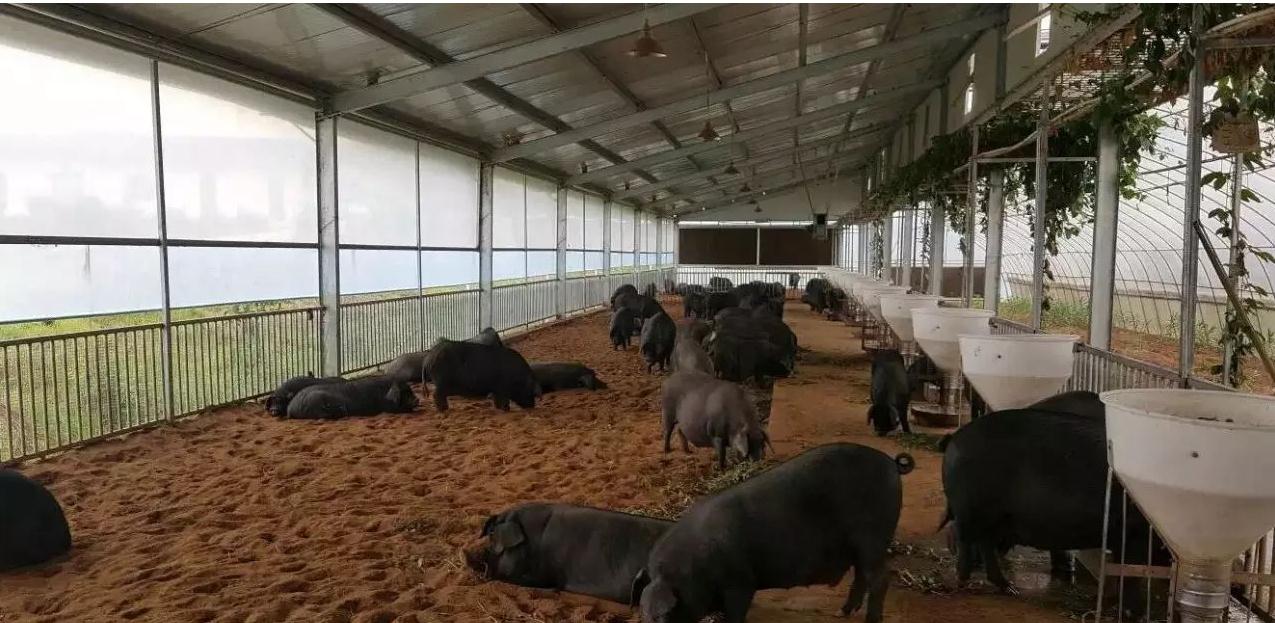 新型农村养殖大棚建造,专业建养殖大棚小伙