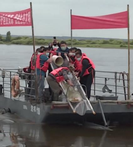 渔民误捕350斤鱼王,渔民误捕到的鱼