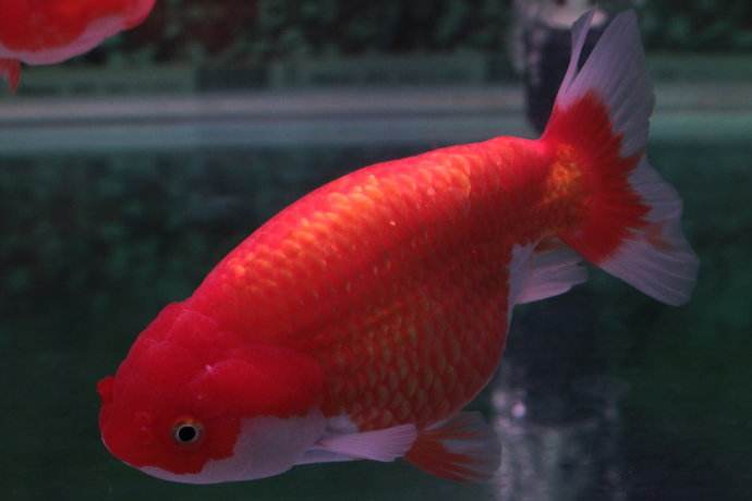 养观赏鱼小知识大全,养观赏鱼知识大全