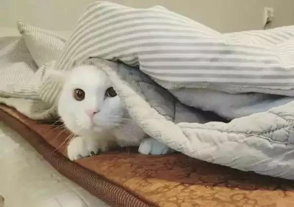 猫咪突然倒地抽搐是什么疾病,猫咪睡觉有时候会抽搐怎么回事