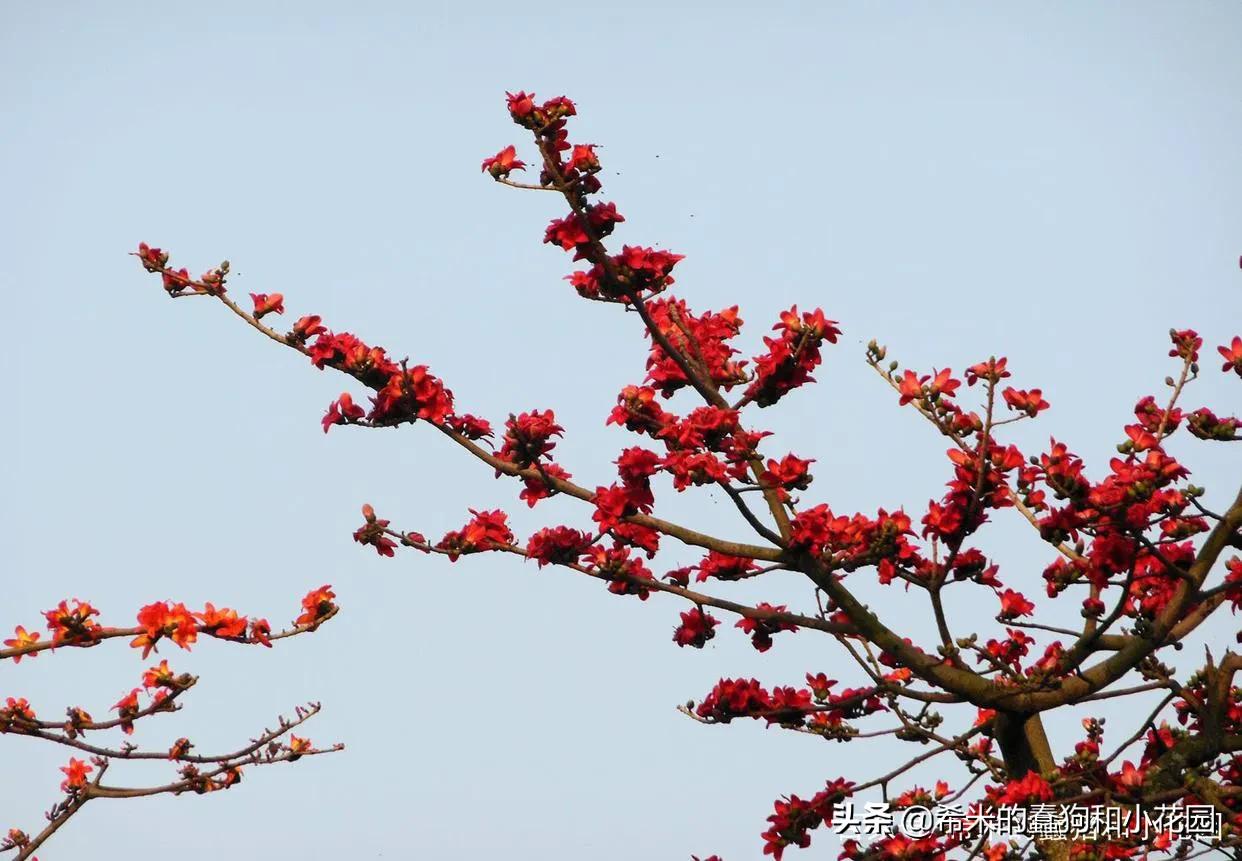 这几种花不仅美艳，还可以食用！学习李子柒把鲜花做成精美菜肴