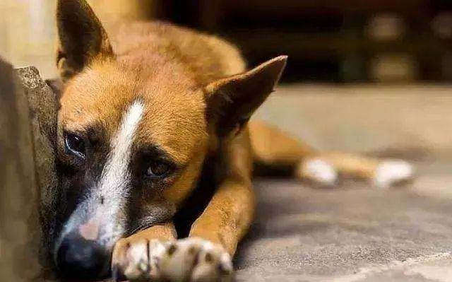 想要狗狗长寿铲屎官要注意这4点,铲屎官偶尔得知一个秘诀专治狗狗