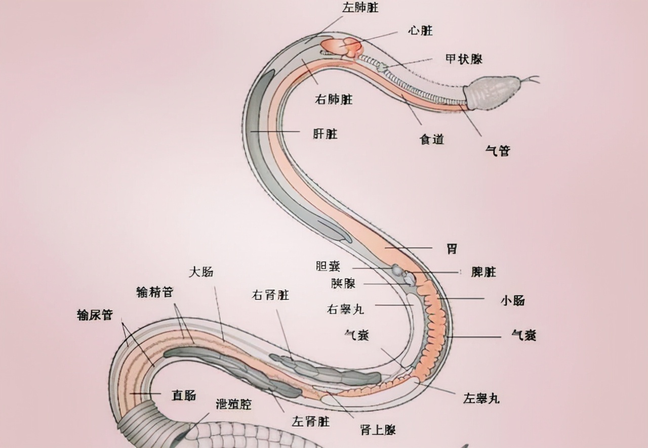 可怕40斤巨蟒藏天花板,吓人巨蟒