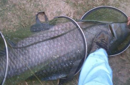 无铅钓青鱼技巧全攻略,无铅钓青鱼的技巧细节