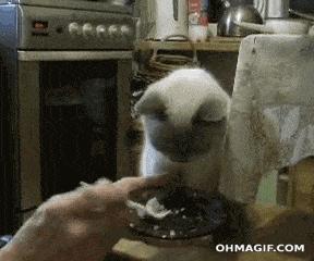 怎样让猫咪优雅的吃猫条,怎么才能让猫咪合理膳食