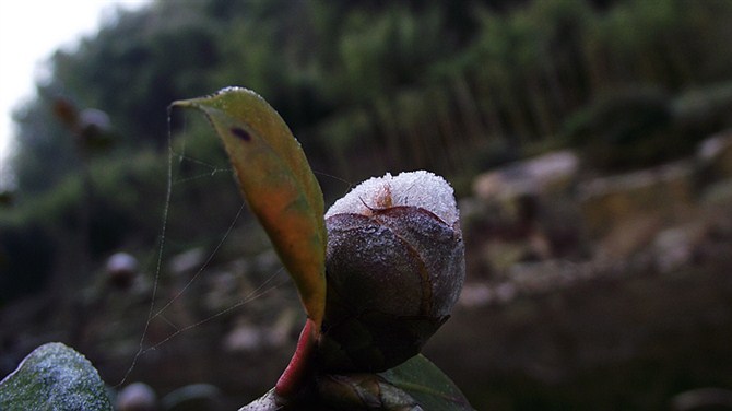 南京竹海宜兴竹海,宜兴华东第一竹海