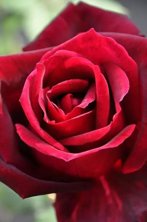 花材花语大全100种,花材清单