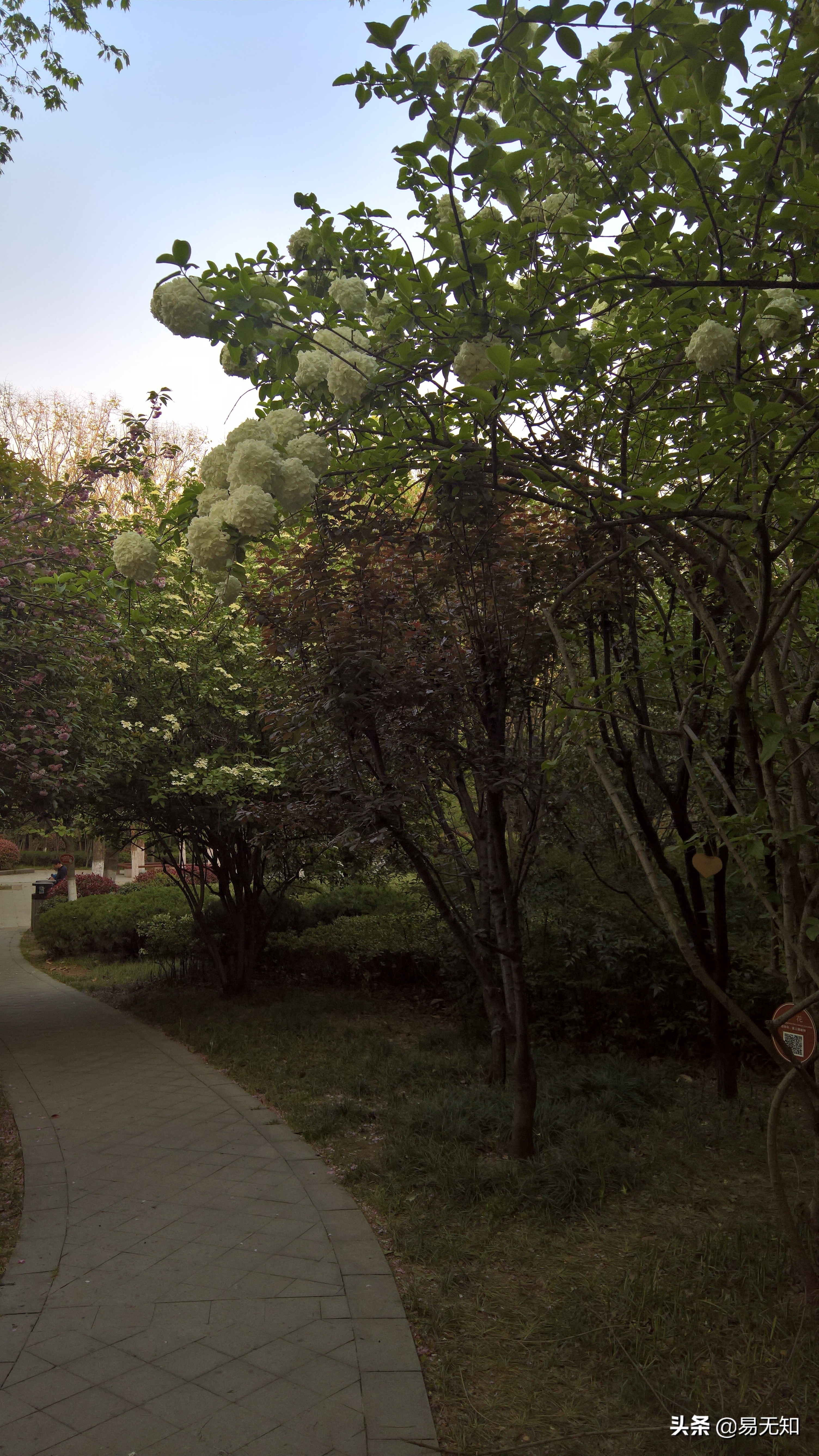 徐州彭祖园樱花美景,亲近自然之美彭祖园赏花正当时