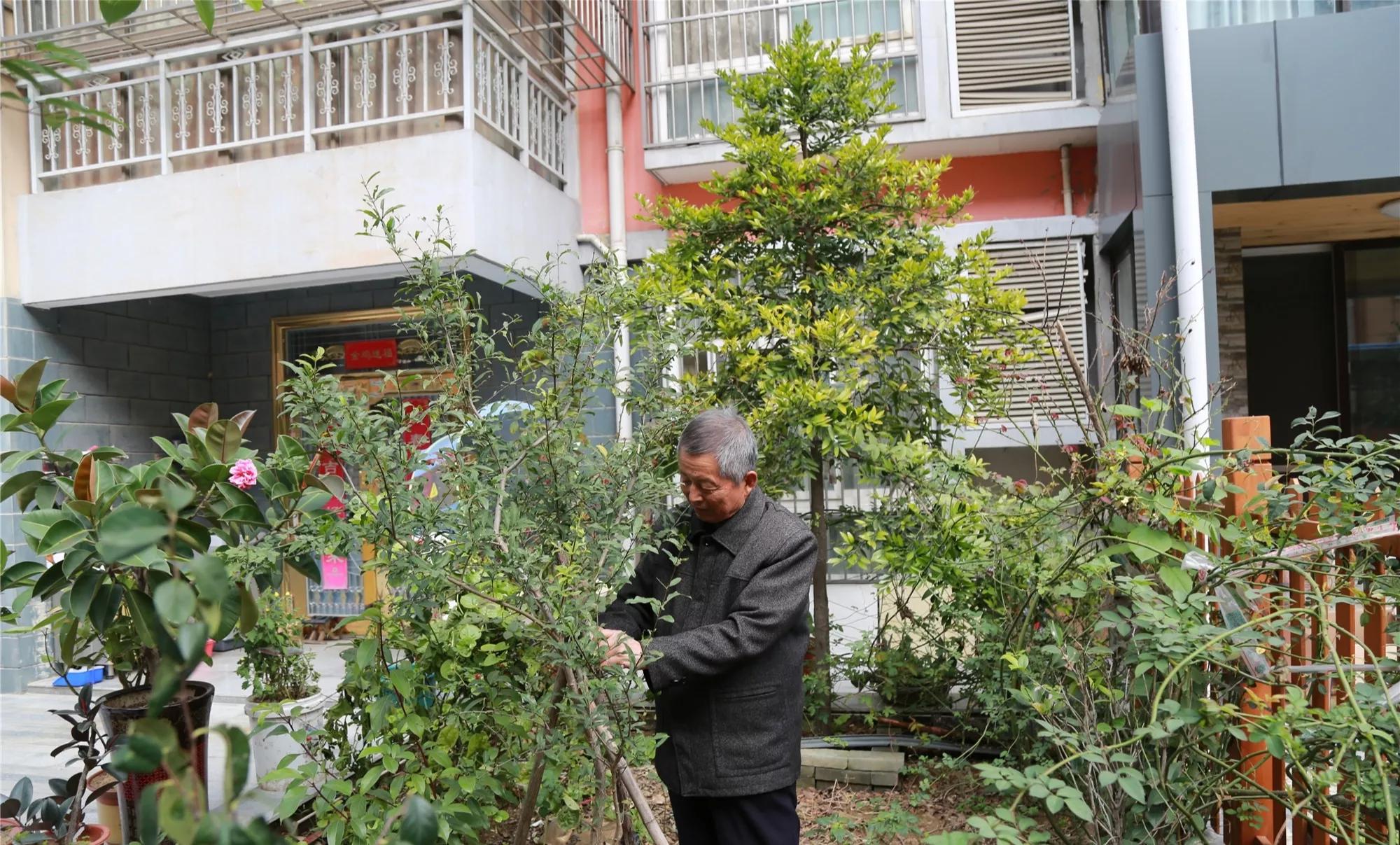 门前栽什么树有什么寓意,五树进宅是哪五种树俗语