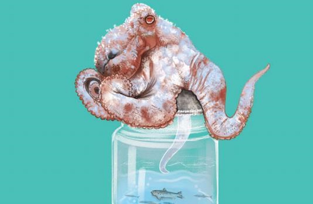 章鱼智商相当于人类几岁智商,北太平洋巨型章鱼的智商