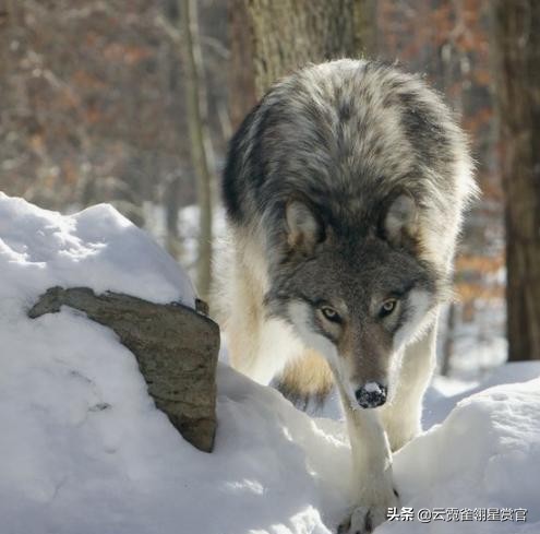 它趴在狼背上，指挥群狼，老猎户：它是狐狸与狼的后代，狼的军师
