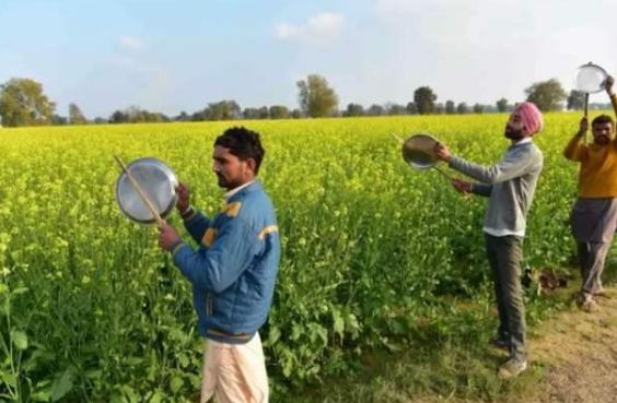 蝗虫最大的危害时期和消灭时期,蝗虫和飞蝗哪个危害大