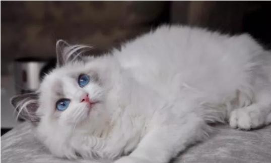 常见宠物猫的品种及价格大全,世界上最大的宠物猫品种