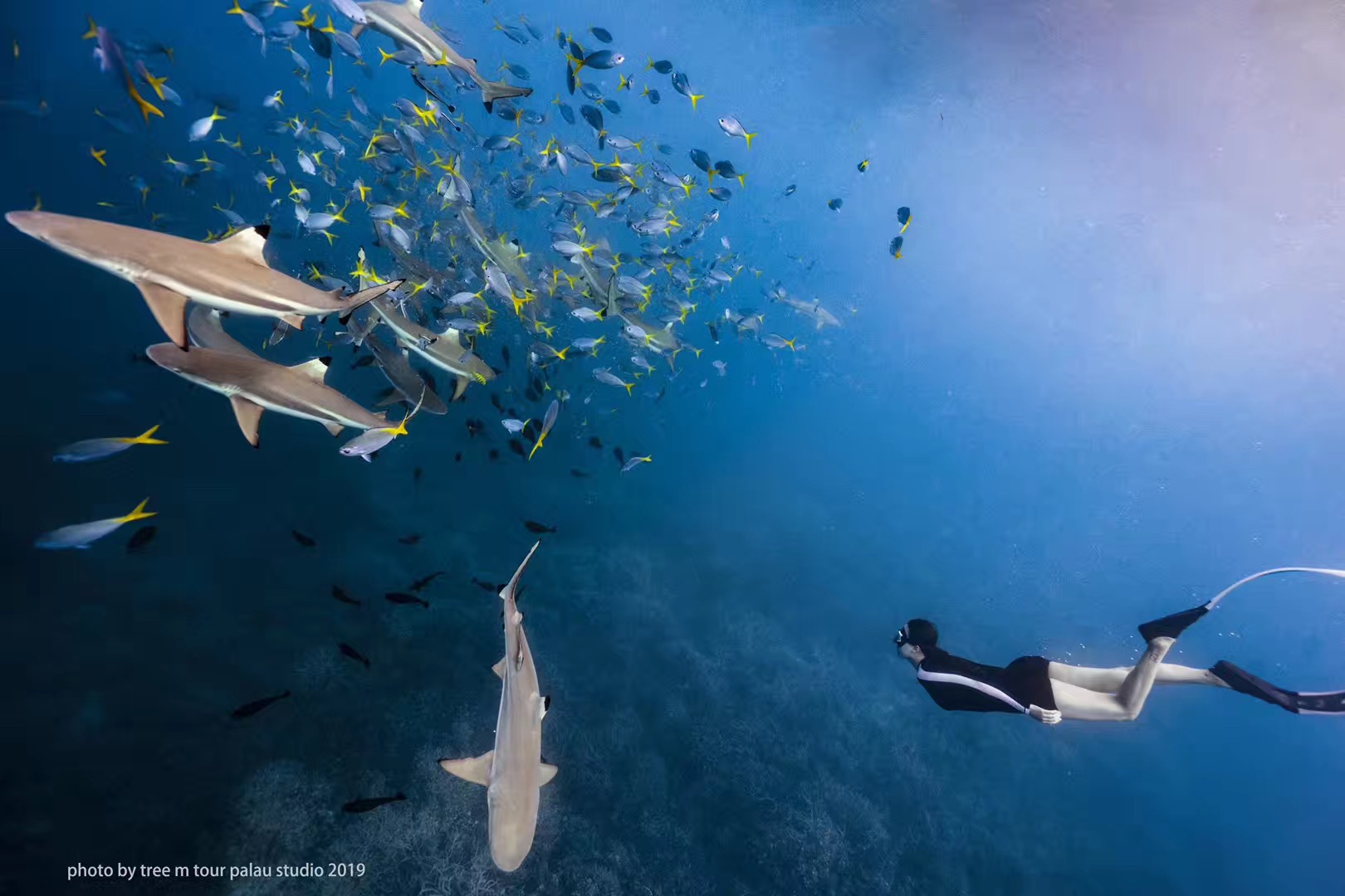 马尔代夫对比巴厘岛普吉岛帕劳,帕劳海滩自由潜水