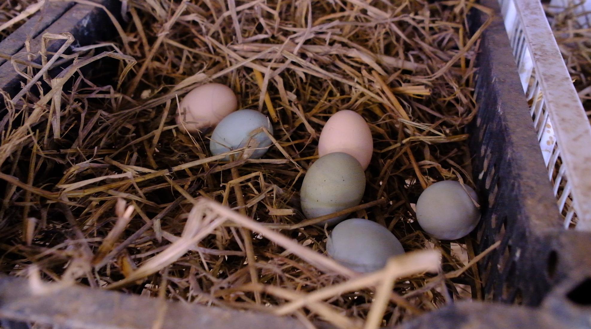 卖完公鸡留母鸡生蛋，不按斤按盒卖70-100块，居然收入千万