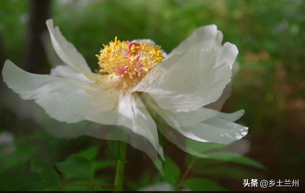 芍药花开的季节等你欣赏,芍药花开如诗如画