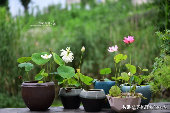 碗莲需要重复种植吗,碗莲种植不容易
