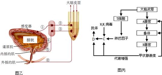 白虎汤能根治口渴吗,白虎汤能治夏天发热吗