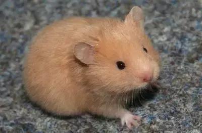 仓鼠的种类习性详细介绍,仓鼠有哪些亚种种类