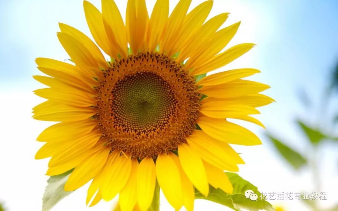 学花艺必备的花语,花艺师要知道的花与花语