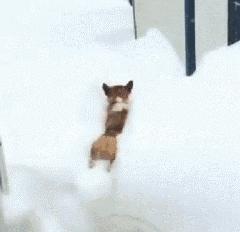 灏忕煭鑵挎煰鍩烘悶绗戣棰戝ぇ鍚堥泦,鍙埍鐨勫皬鐭吙鏌熀鐙楃嫍