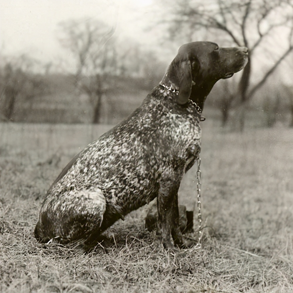 德国短毛波音达有没有纯黑色的,德国短毛波音达凶狠吗