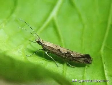 种菜防治病虫害最简单方法,种菜病虫害图片大全