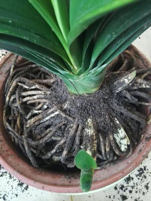 君子兰这样养每年都长得很好,君子兰养一年不开花只需放点它