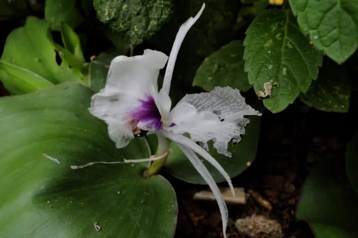 冬天常见中药植物图片及功效,花期长的草本植物图片