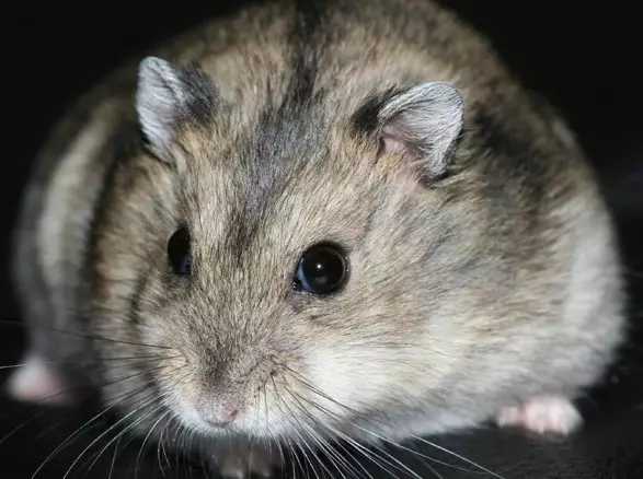 仓鼠最适合新手饲养的排名,最适合新手养的仓鼠