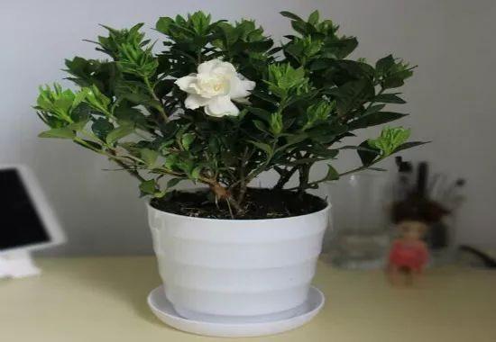 栀子花会变“魔法”，1根枝条长出1盆花，开花洁白味道香