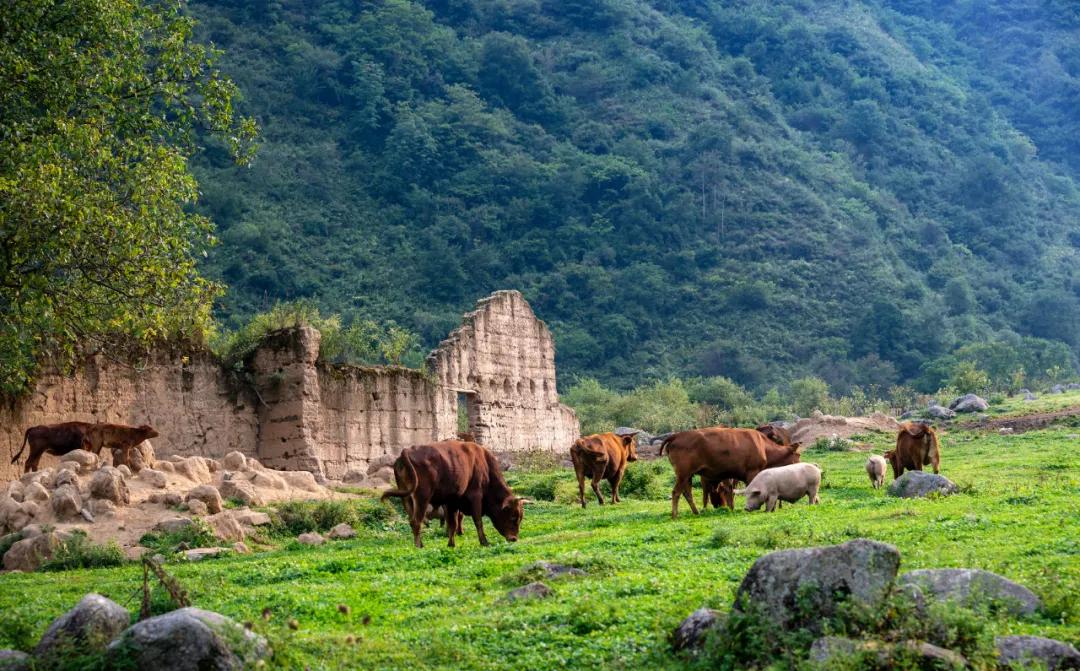陕西秦岭最美的小城在哪里,秦岭深处的小县城暗藏着绝美秋色