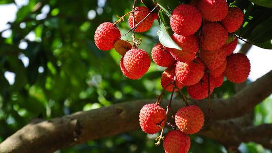 杨贵妃吃荔枝是怎么送到长安的,杨贵妃吃的荔枝是怎么运到长安