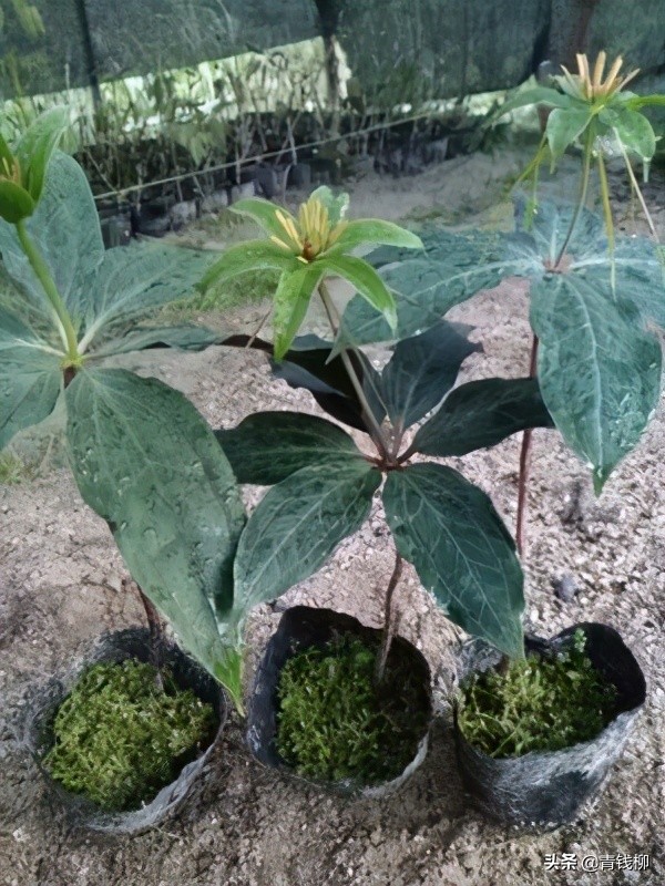 遂昌七叶一枝花种植,遂昌七叶一枝花