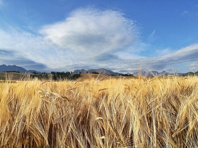 一亩等于多少平方公里怎么换算的,一亩有多少平方米怎么算