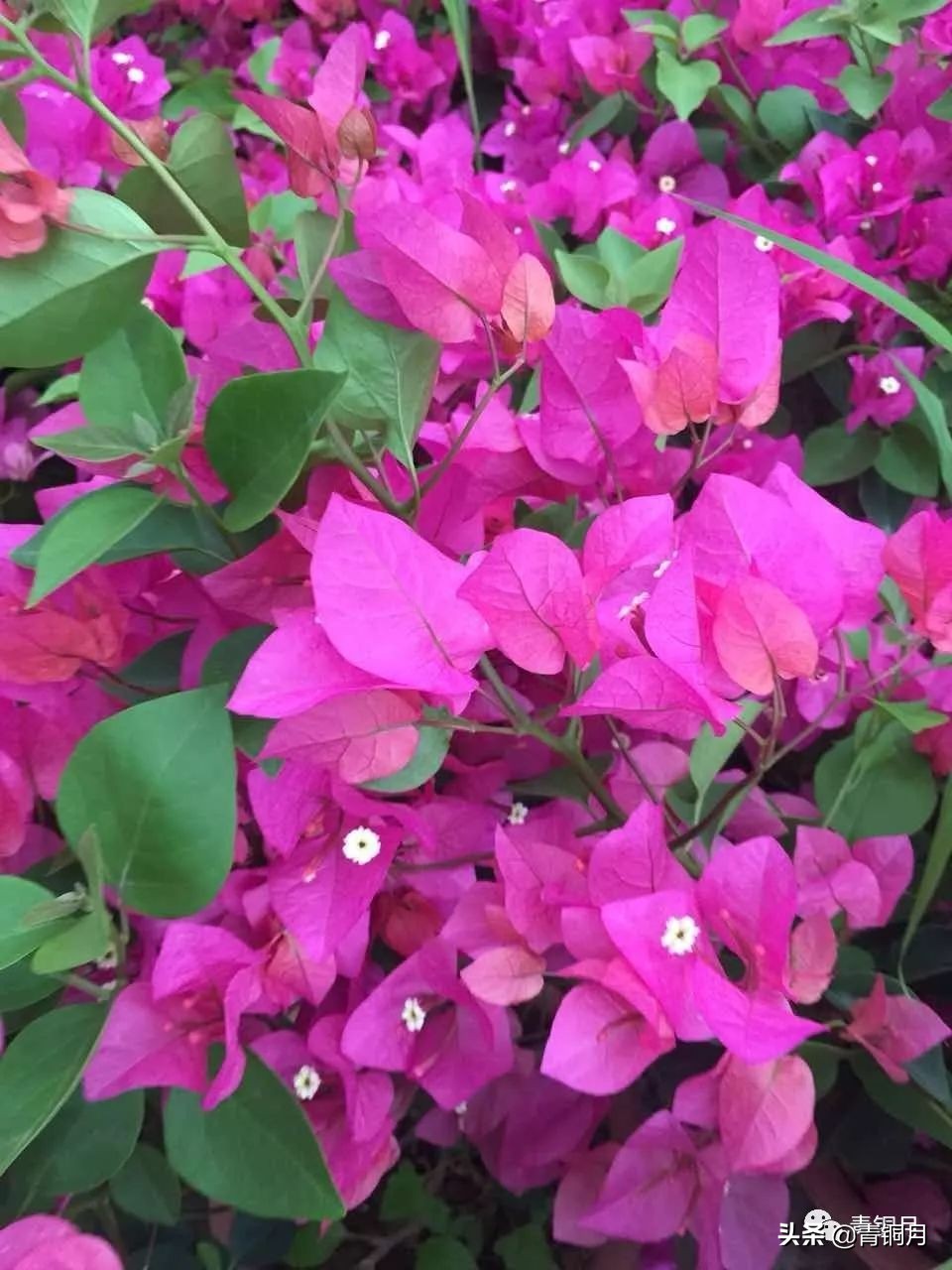 第十三课：汪国真的《新年你好》（诗词）10万+课程老师课件