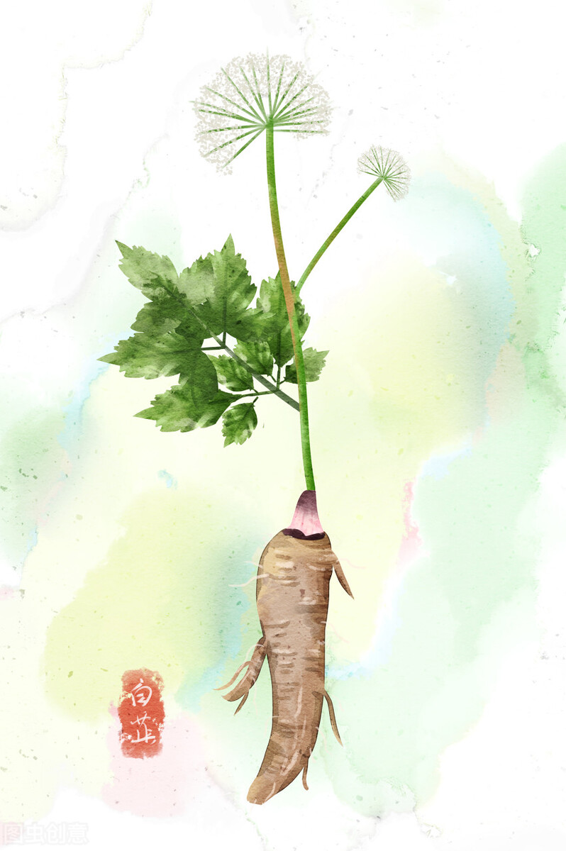 白芷与白芨中药区别是什么,白芨和白芷区别及图片