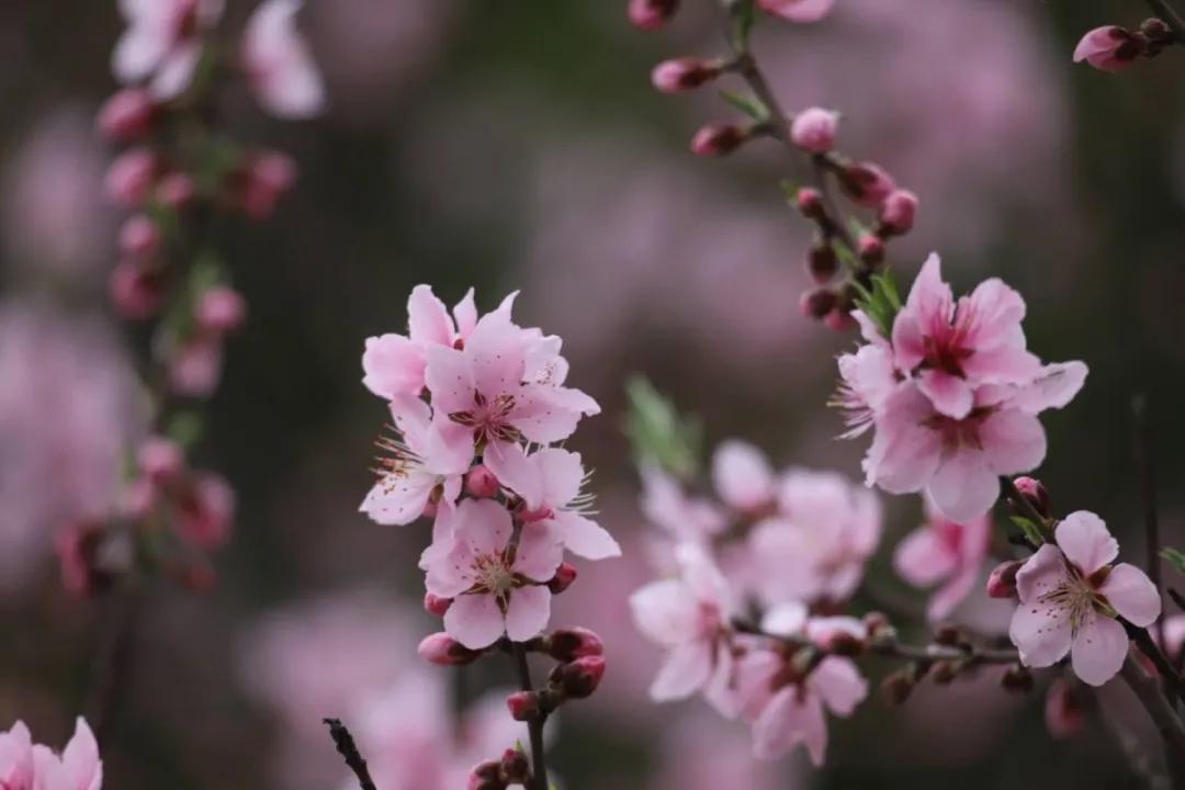 合肥最美的春天景点,合肥春天有哪些好玩的景点