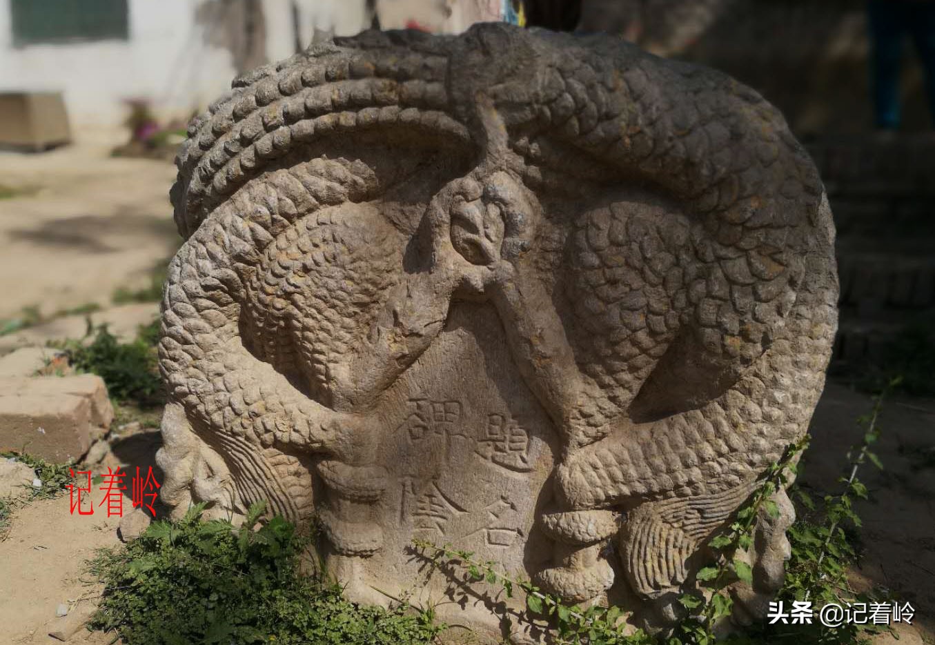 建安区一破庙中，两棵古柏相伴相生两千年，堪称模范夫妻