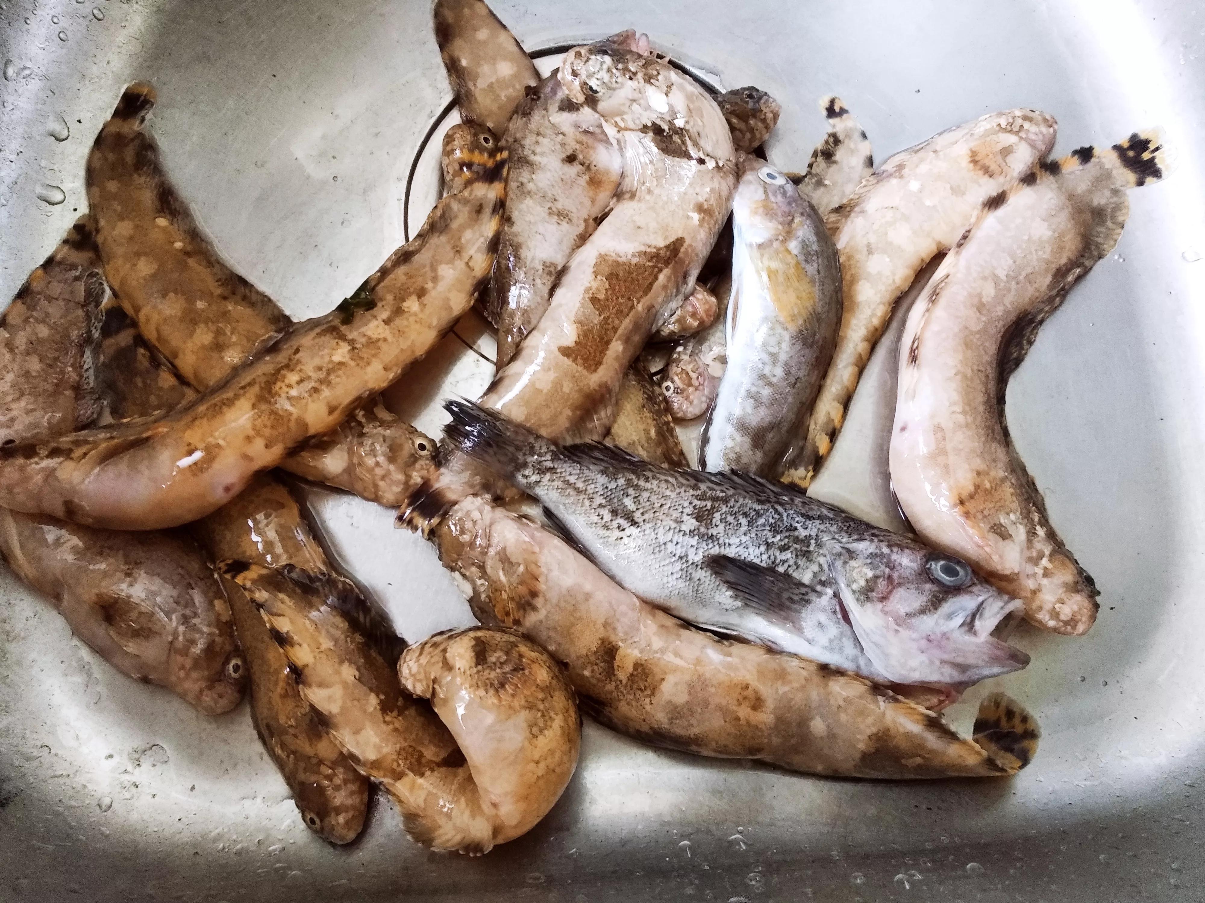 开海了吃什么美食,海边人常吃的40种海鱼