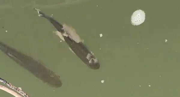 鱼得了水霉怎么治疗,水质好了鱼得水霉病能自愈吗