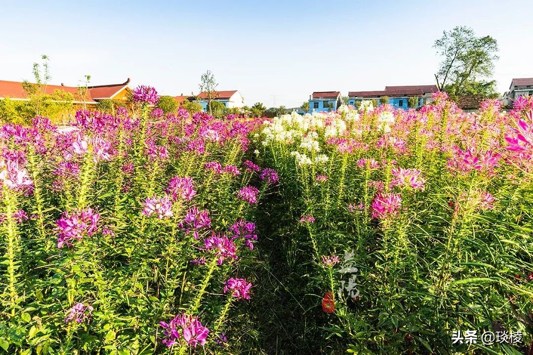 春风十里不如你，这些花海在国庆节期间盛放，不要错过了