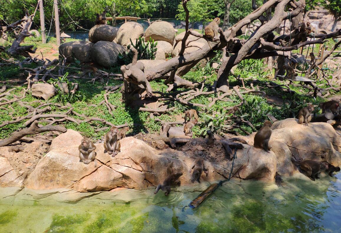 2019广州长隆动物园有哪些动物,广州长隆动物园多少个动物