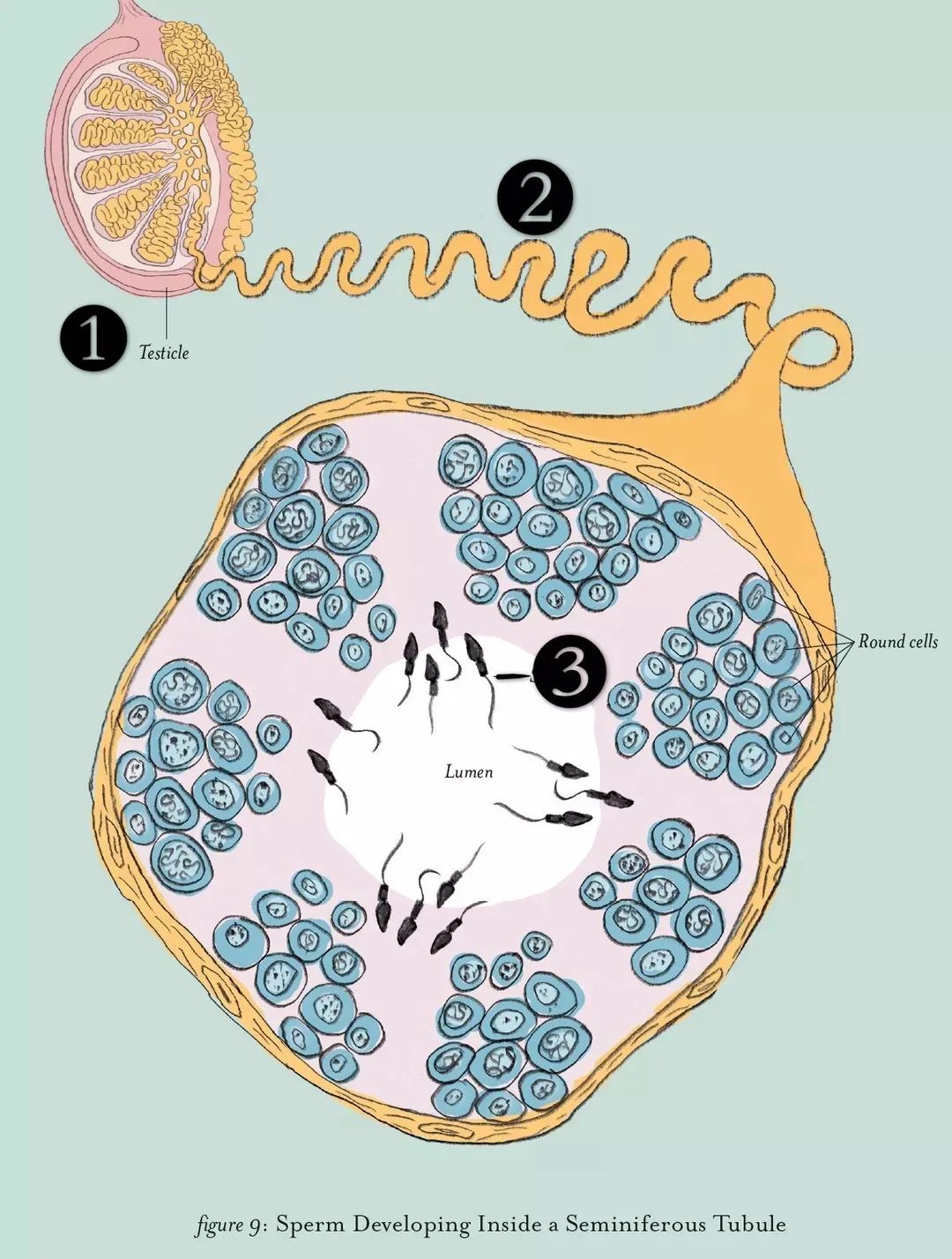 之前有精子为什么后来就没有了,之前检查有死精子后来无精