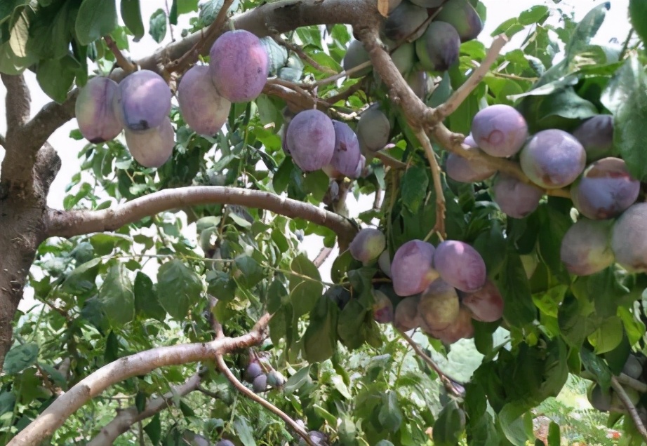 它和黑布林是*亲近**，进口的卖高价，国内种植的却常制成干果