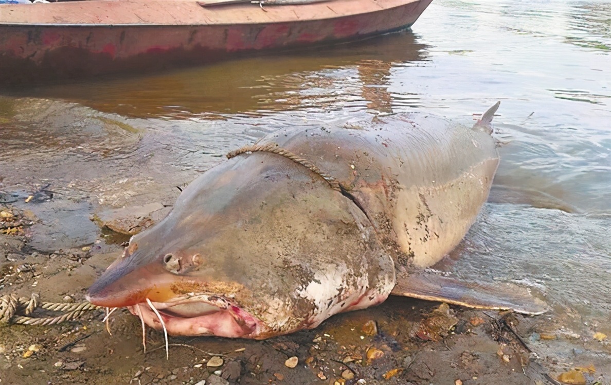 鳇鱼的“黑金之争”：我国独享2千年，放流却给俄罗斯做了嫁衣？