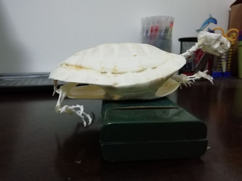 巴西龟怎么做骨骼标本,巴西龟骨骼结构